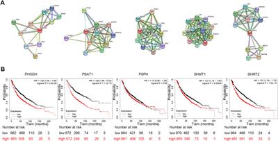 The role of serine metabolism in lung cancer: From oncogenesis to tumor treatment